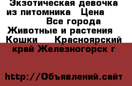 Экзотическая девочка из питомника › Цена ­ 25 000 - Все города Животные и растения » Кошки   . Красноярский край,Железногорск г.